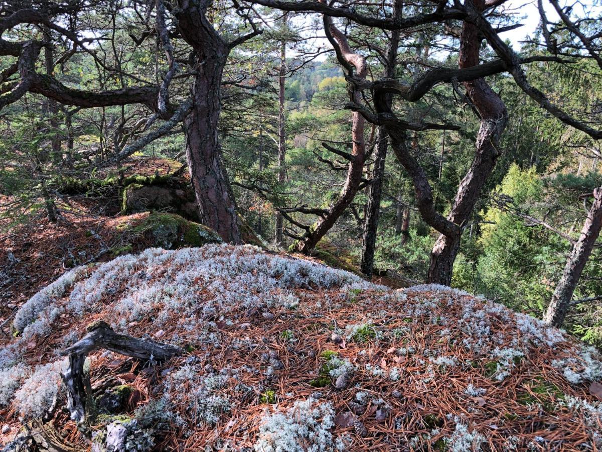 Mysig Och Modern Stuga Pa Snoegard, Naera Havet Och Naturen Lur  외부 사진