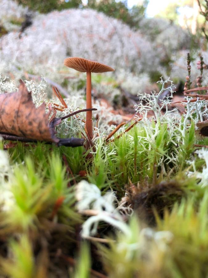 Mysig Och Modern Stuga Pa Snoegard, Naera Havet Och Naturen Lur  외부 사진